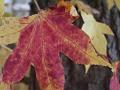 Autumn leaves, University of New England IMGP8895